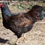 cornish-chicken
