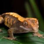 crested-gecko (1)