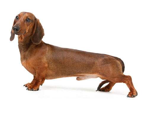 dachshund