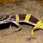 east indian leopard gecko