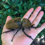 elephant beetle