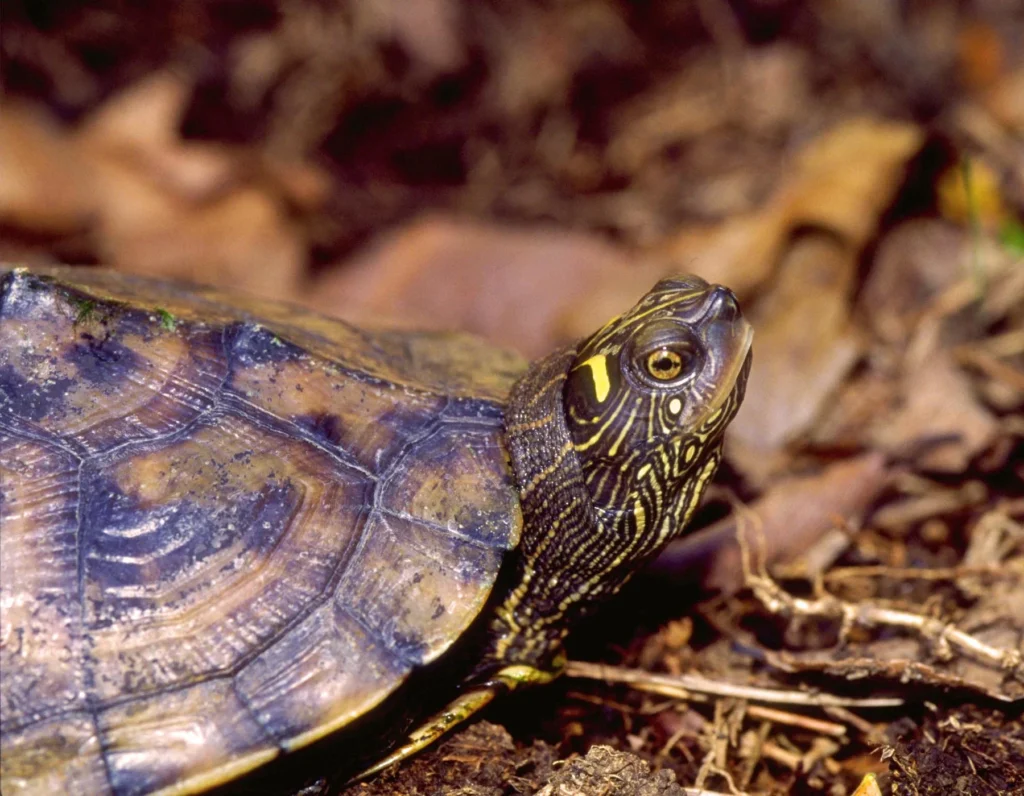 false_map_turtle