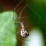 filmy dome spider