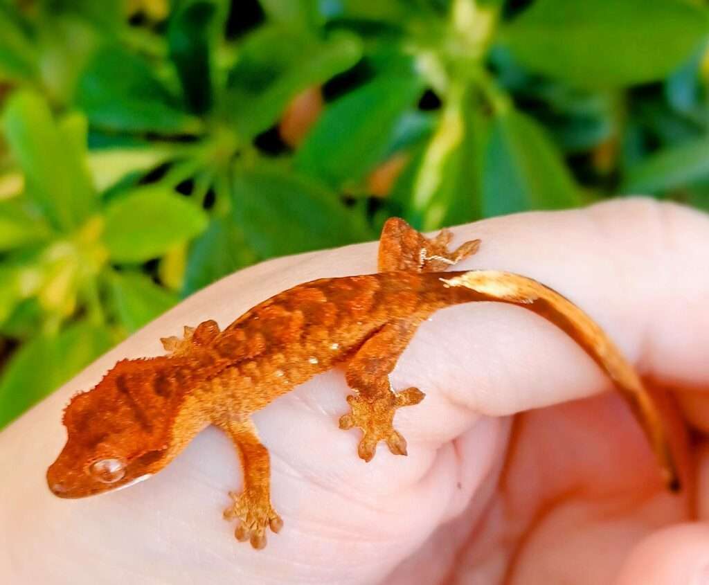 flame-crested geck