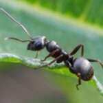 formica fusa