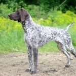 german shorthaired pointer dog