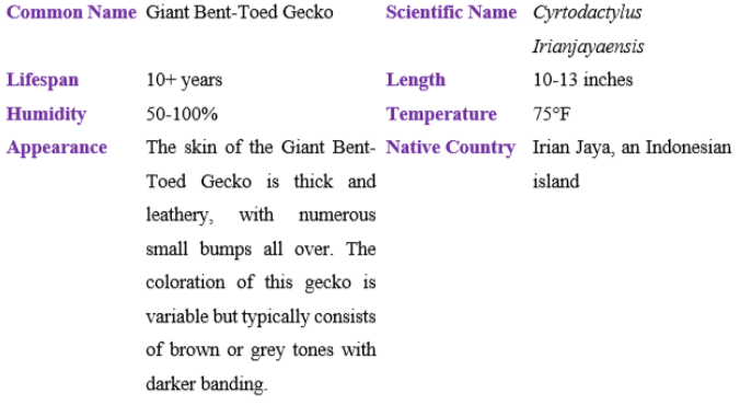 giant bent-toed gecko table
