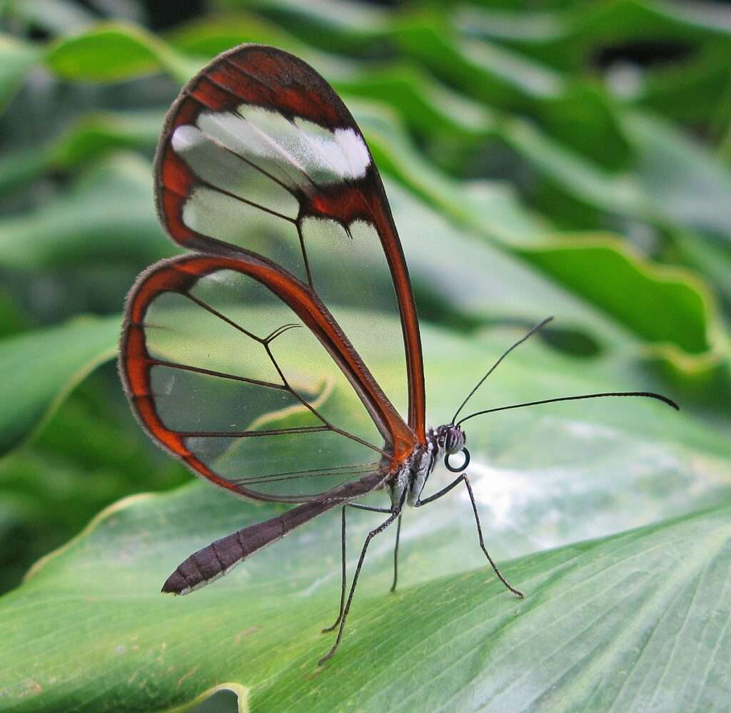 glasswinged butterfly