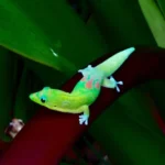 gold dust day gecko