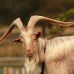 golden-guernsey-goats