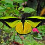 goliath-birdwing-butterfly