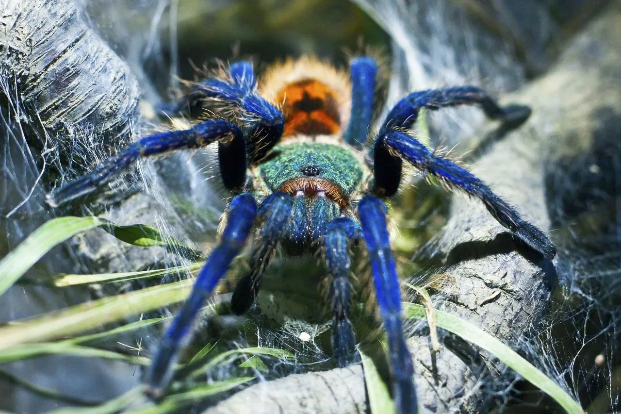 greenbottle-blue tarantula