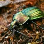 ground-beetle