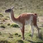 guanaco