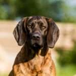 hanoverian-scenthound