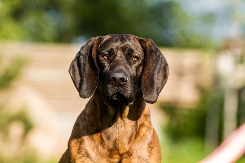 hanoverian-scenthound
