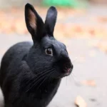 havana-rabbit