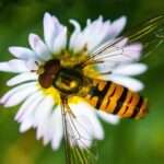 hoverfly