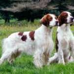 irish red and white setter dog