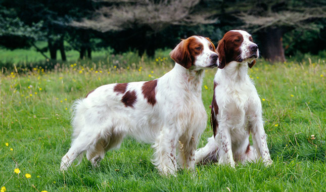 irish red and white setter dog