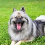 keeshond