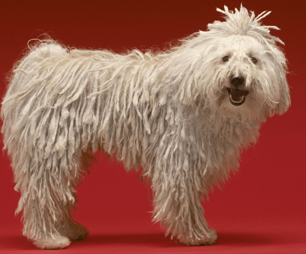 komondor