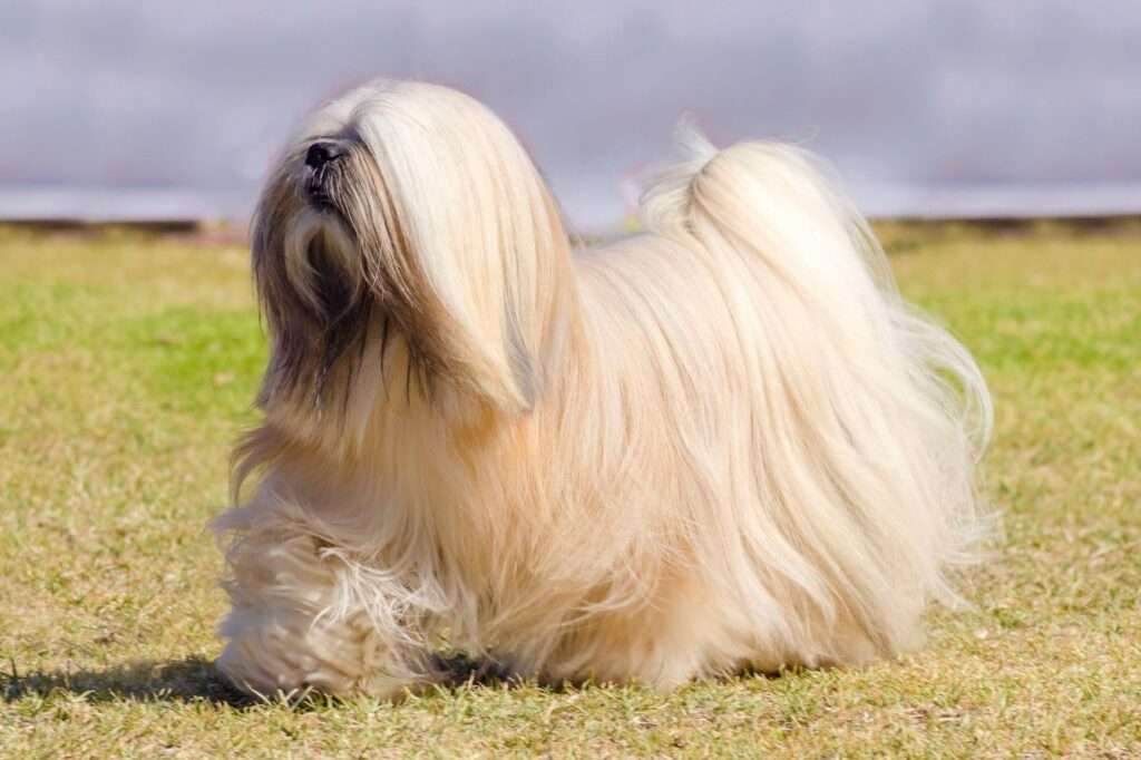 lhasa apso dog breed