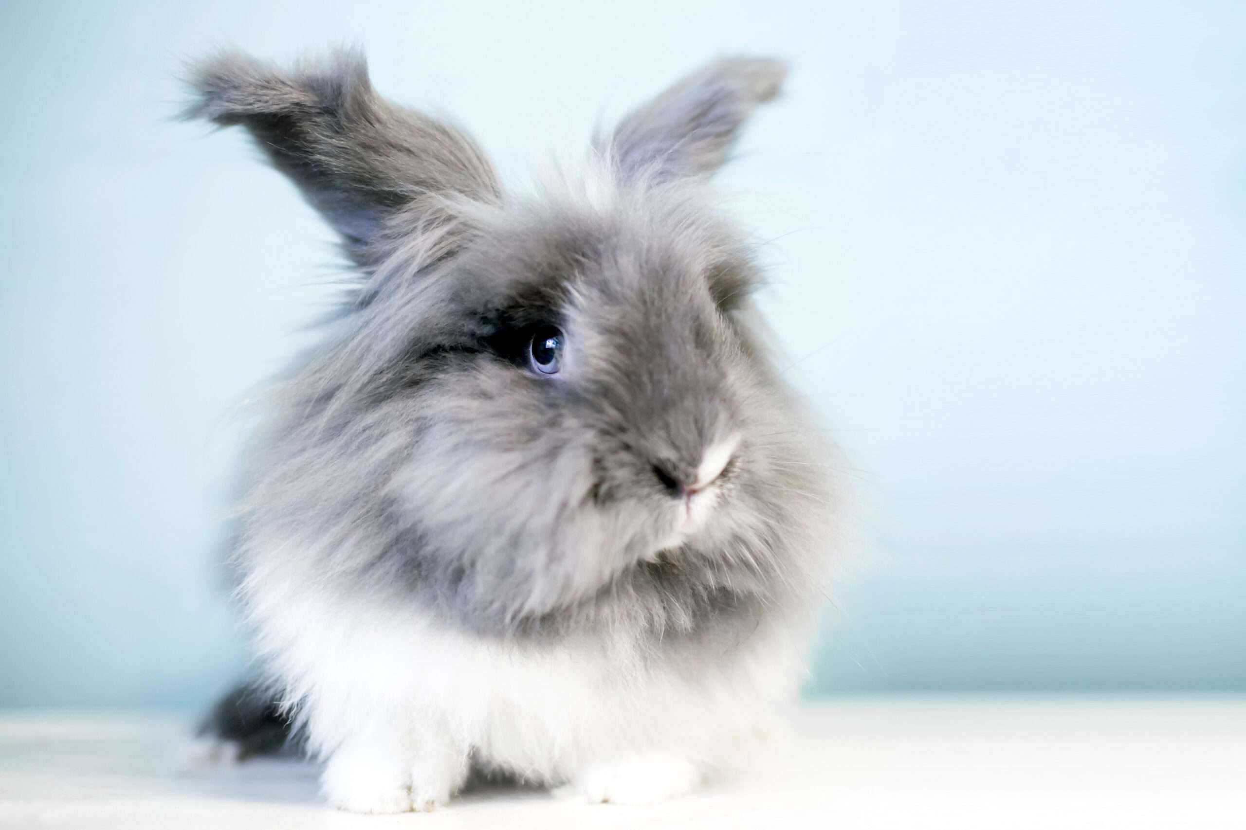 Lionhead rabbit