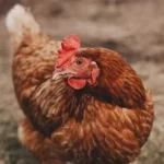 lohmann-brown-chickens