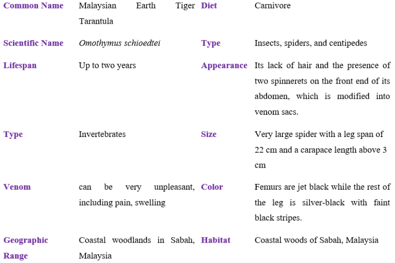 malaysian earth tiger tarantula table