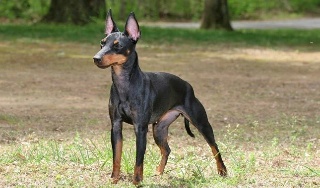 manchester terrier