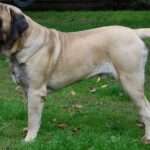 mastiff dog