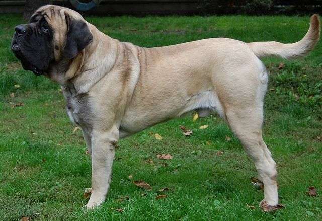 mastiff dog