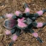 mexican-pink tarantula