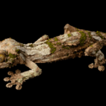 mossy-leaf tailed gecko