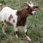 myotonic goat