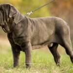 neapolitan mastiff dog breed