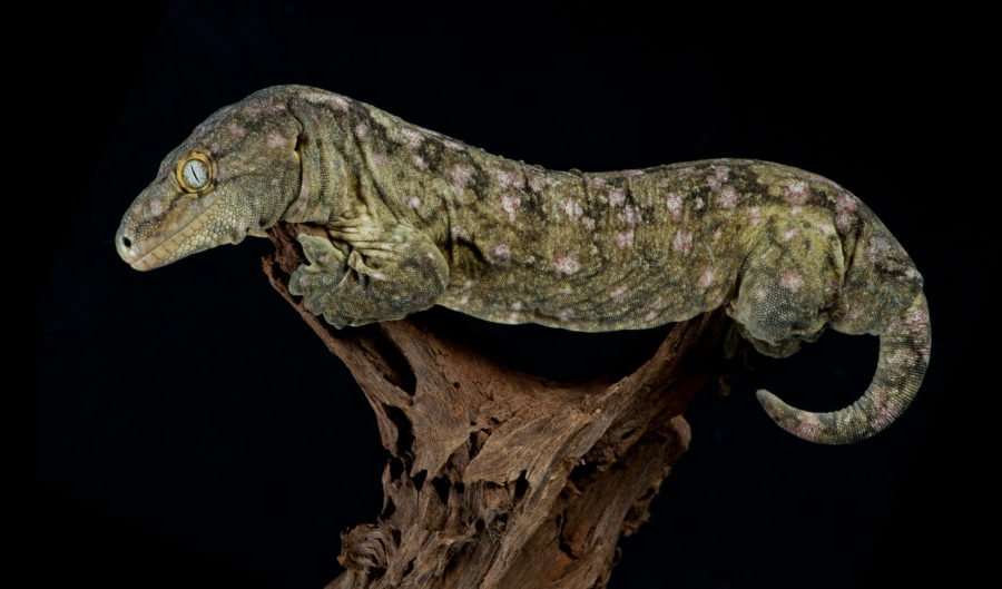 new-caledonian-gecko-900x529