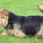 norfolk-terrier.