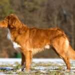 nova scotia duck tolling retriever