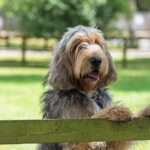 otterhound