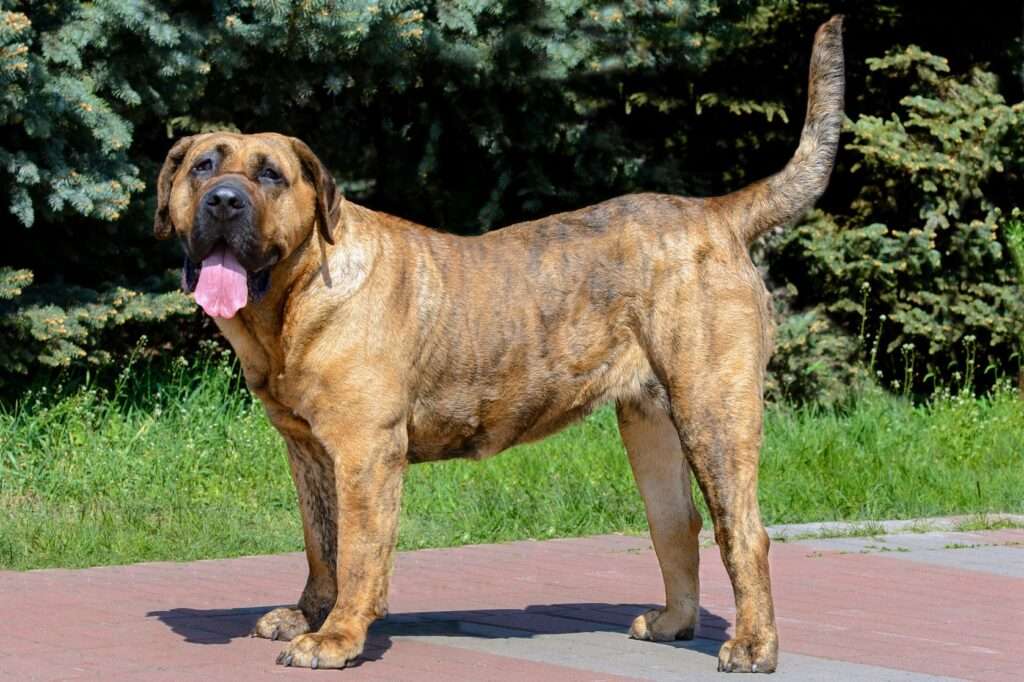 perro-de-presa-canario