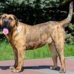 perro-de-presa-canario