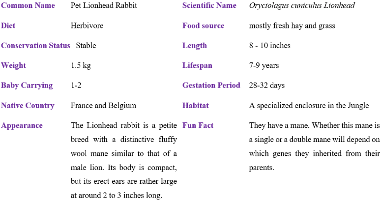 pet lionhead rabbit table