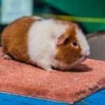 pet teddy guinea pig