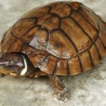philippine-forest-turtle