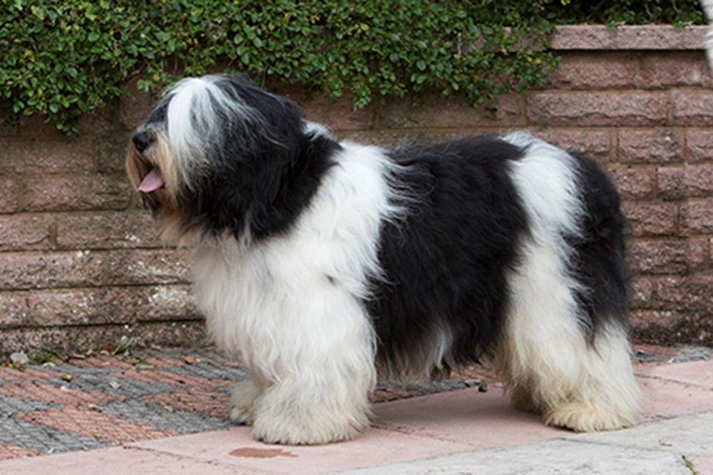 polish lowland sheepdog