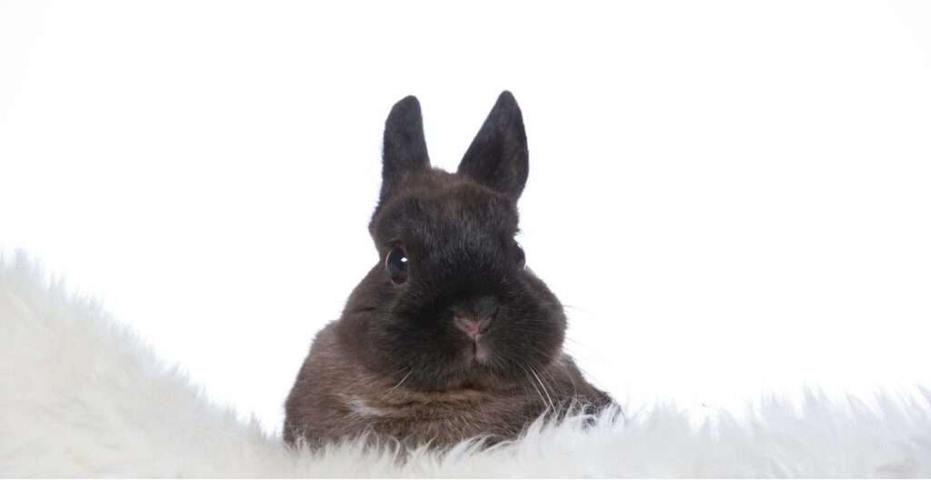 polish- rabbit