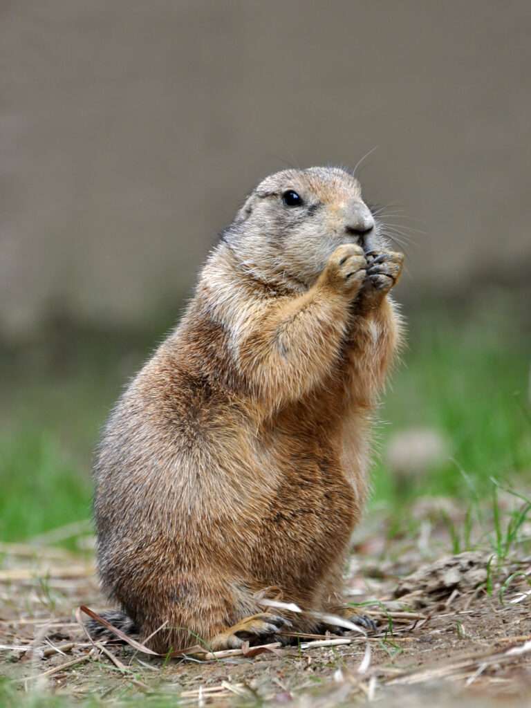 prairie dog breed