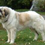 pyrenean mastiff